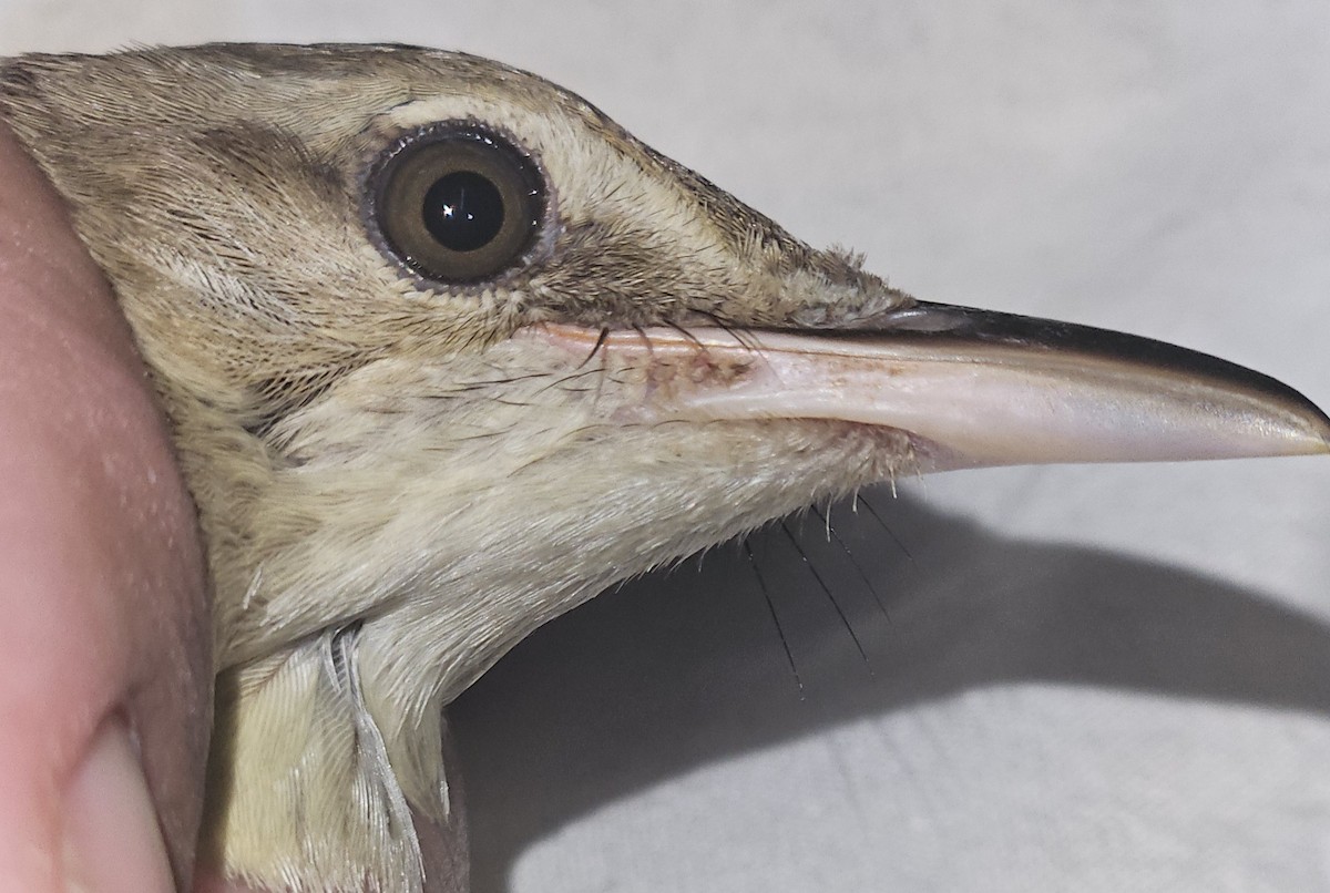 Carricero Oriental - ML650111813