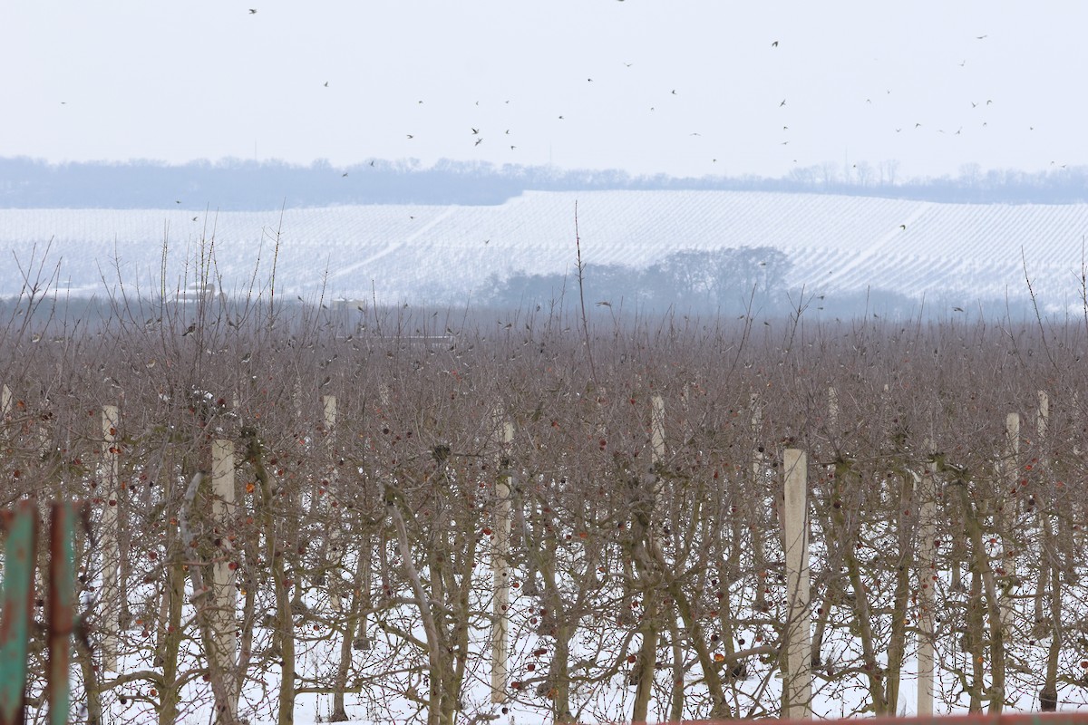 Cesena - ML650111870