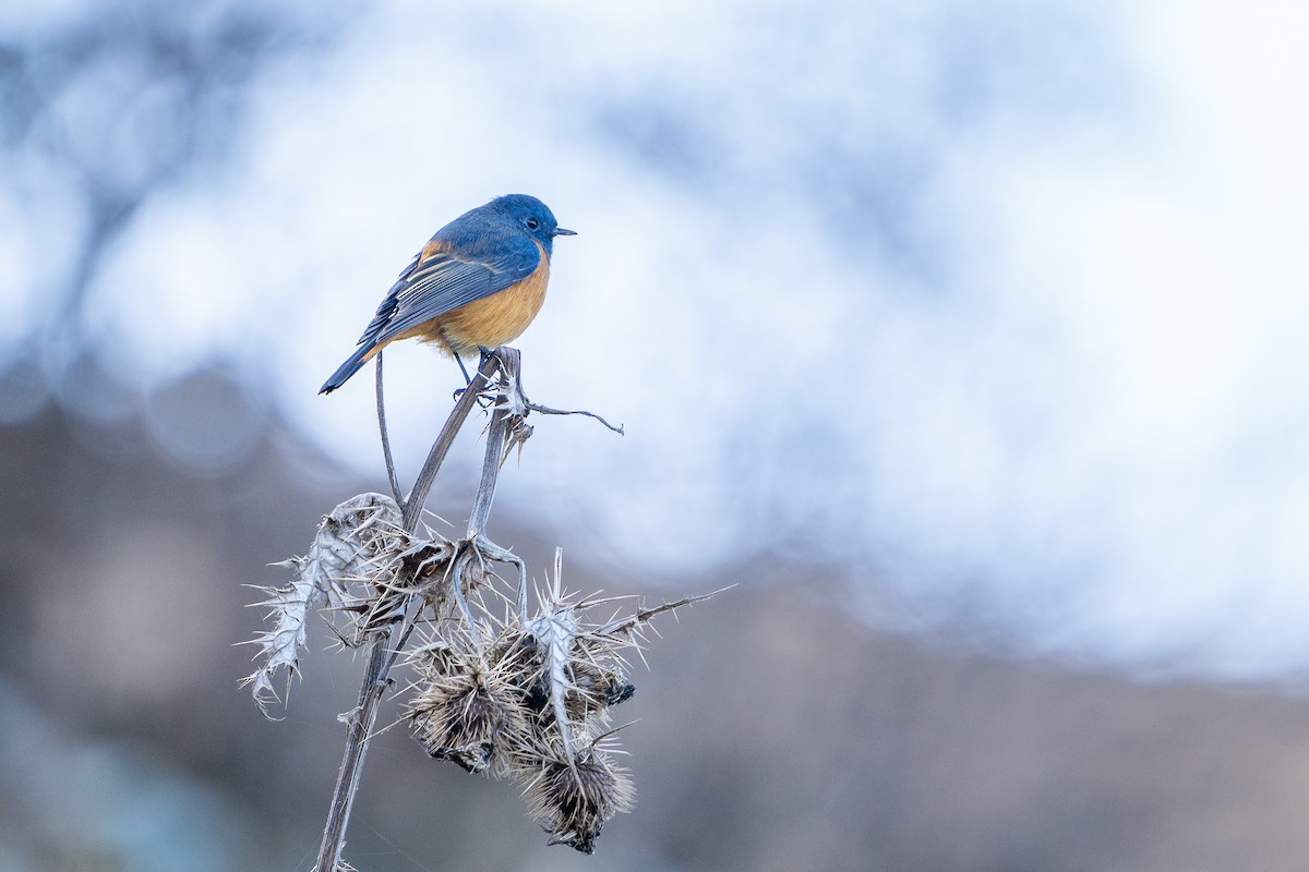 Rougequeue à front bleu - ML650111924