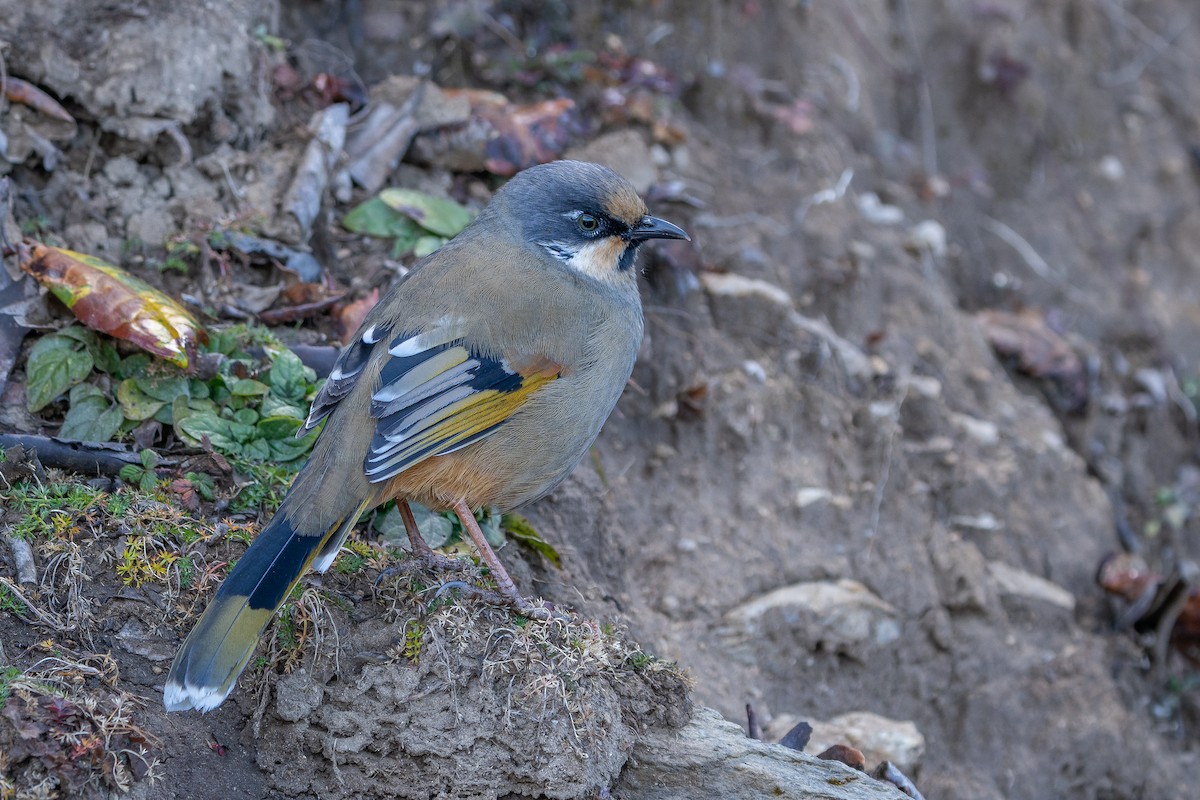 Garrulaxe varié - ML650111956