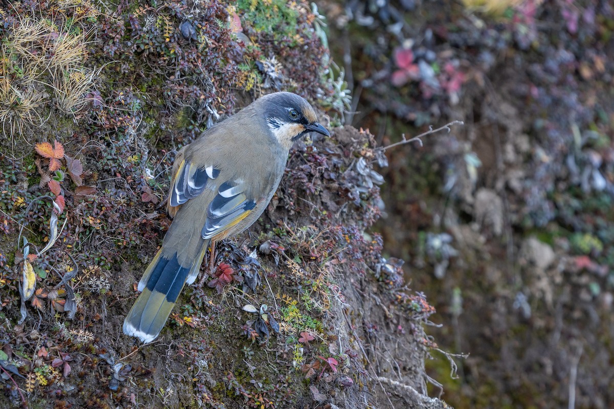 Garrulaxe varié - ML650111976