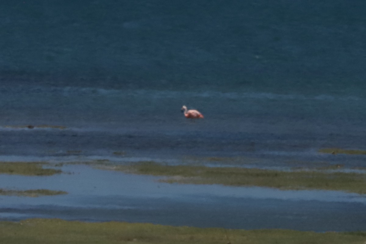 Flamant du Chili - ML650112029