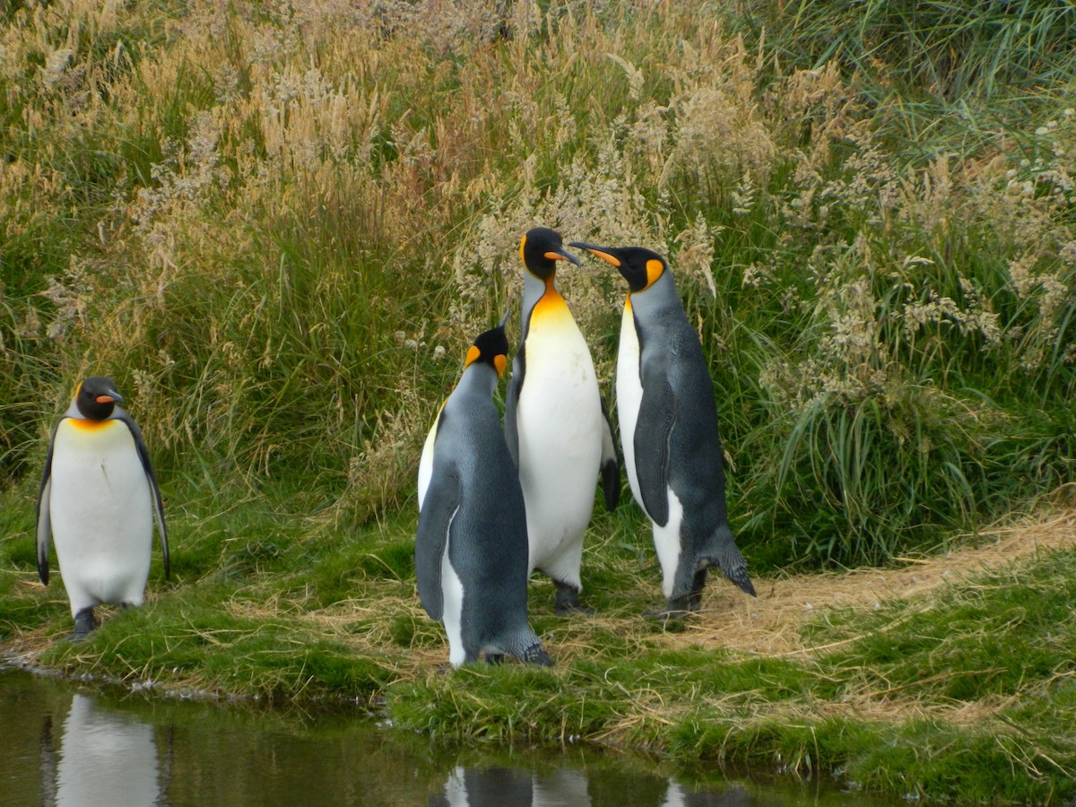Королевский пингвин - ML650112061