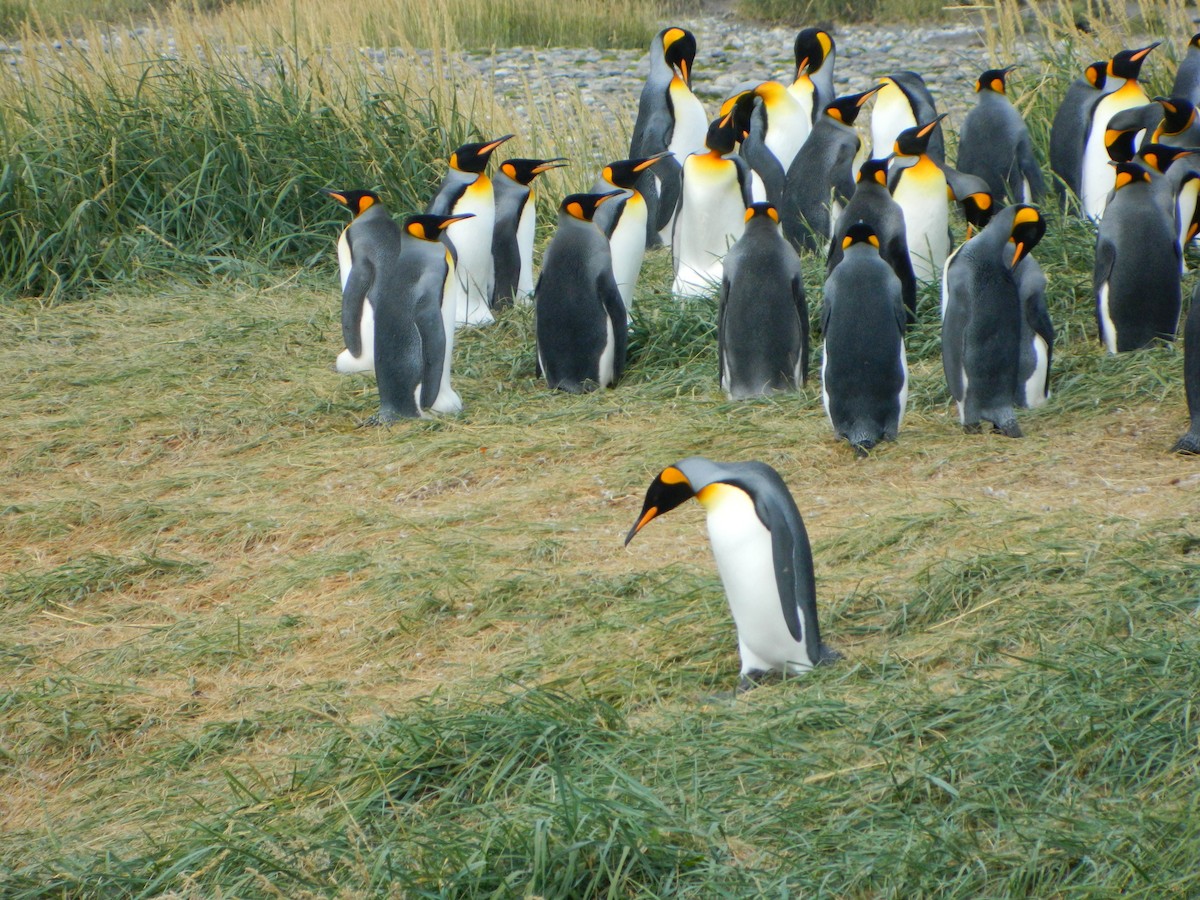 Королевский пингвин - ML650112066