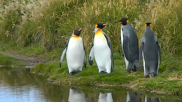 Королевский пингвин - ML650112070