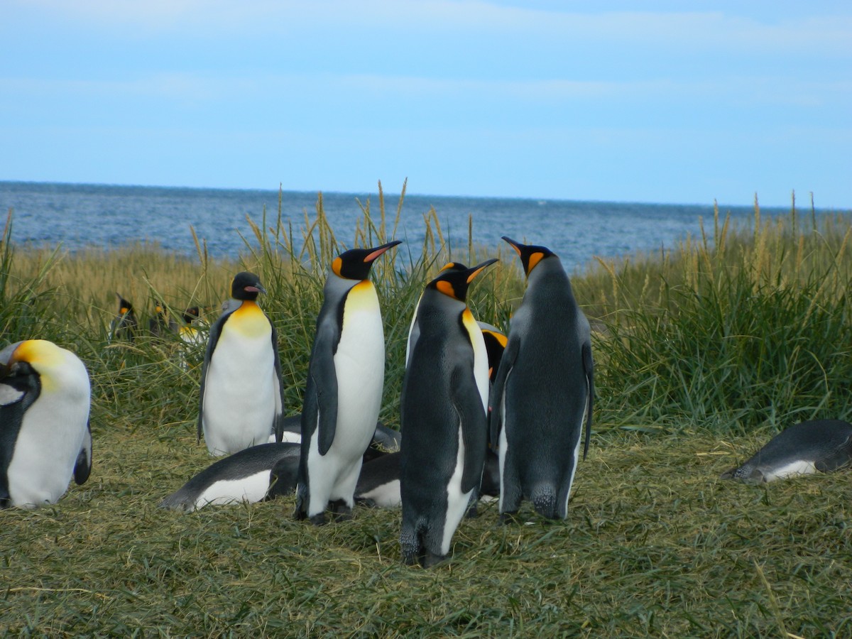 Королевский пингвин - ML650112079