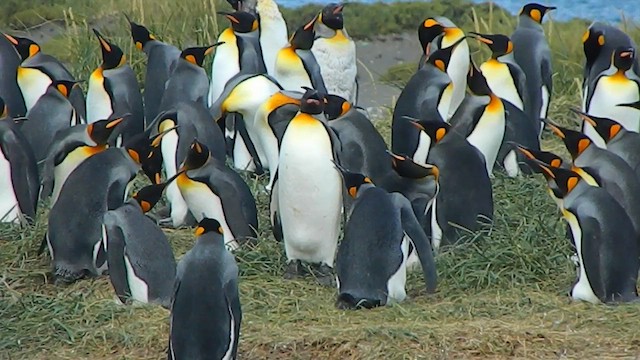 Королевский пингвин - ML650112081