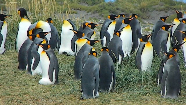 Королевский пингвин - ML650112088