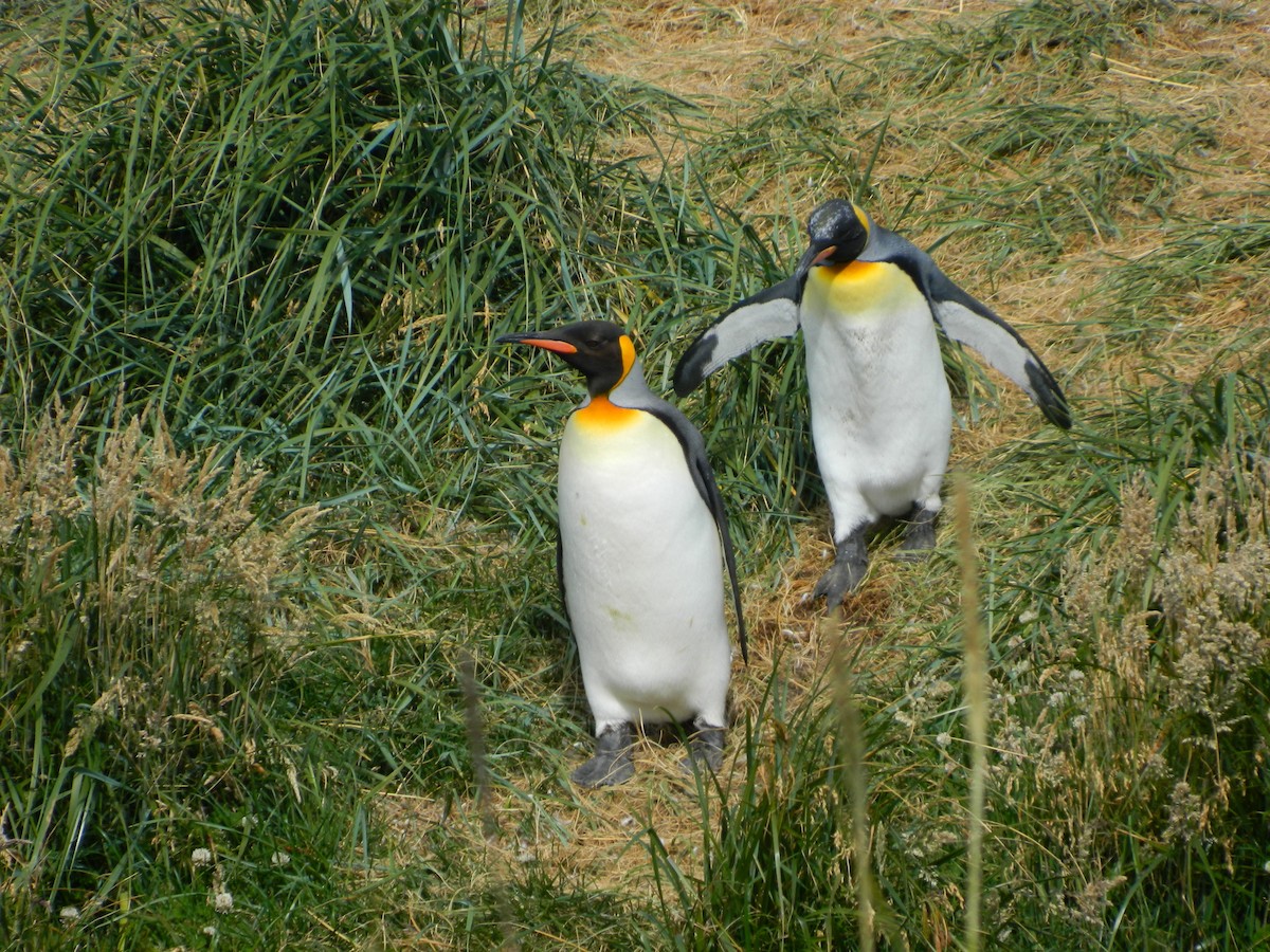 Королевский пингвин - ML650112096