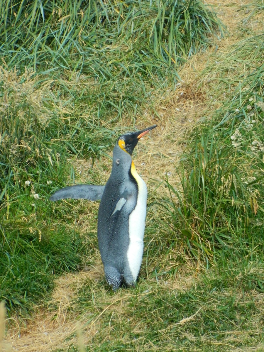 Королевский пингвин - ML650112100