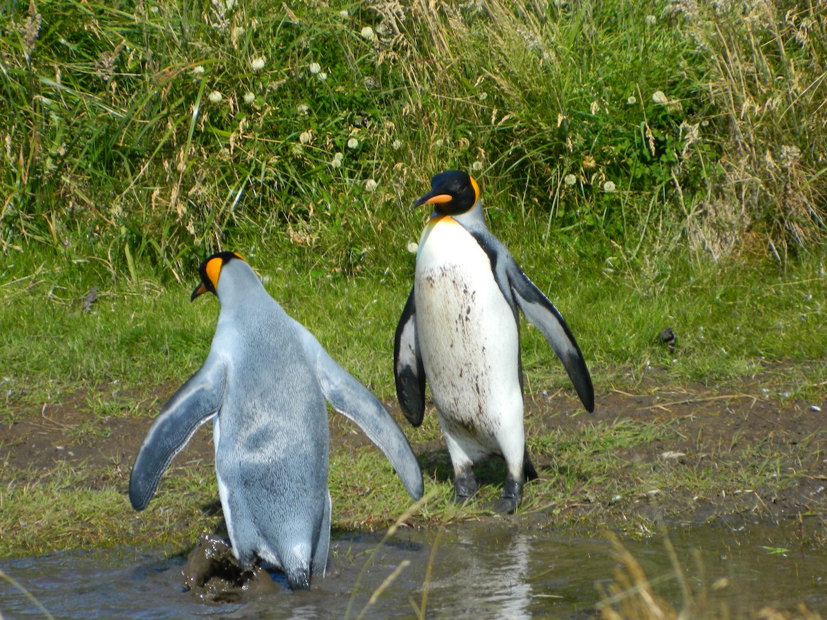 Королевский пингвин - ML650112124