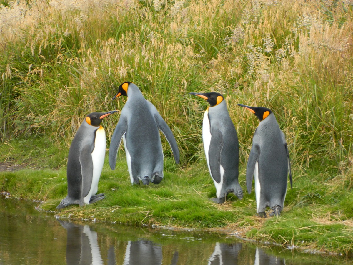 Пінгвін королівський - ML650112130