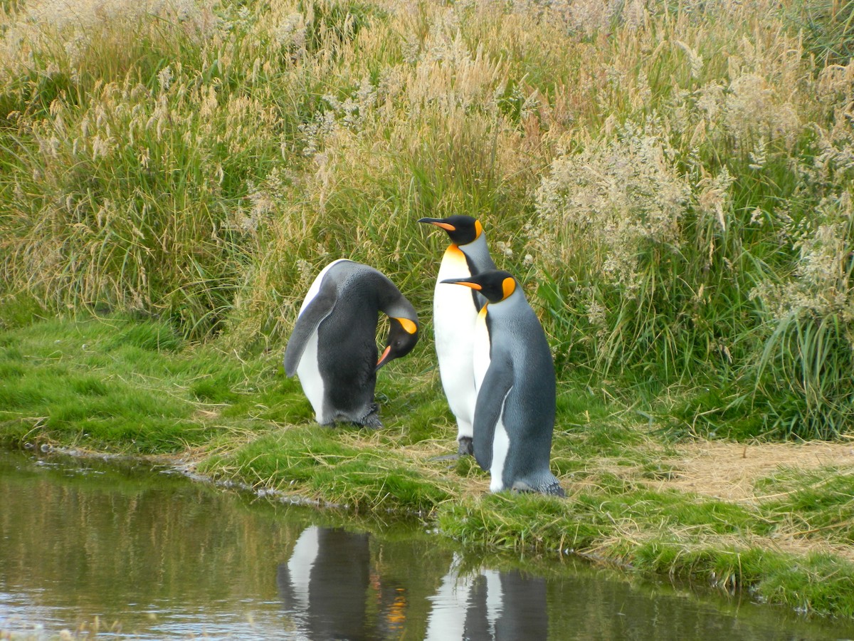 Пінгвін королівський - ML650112141