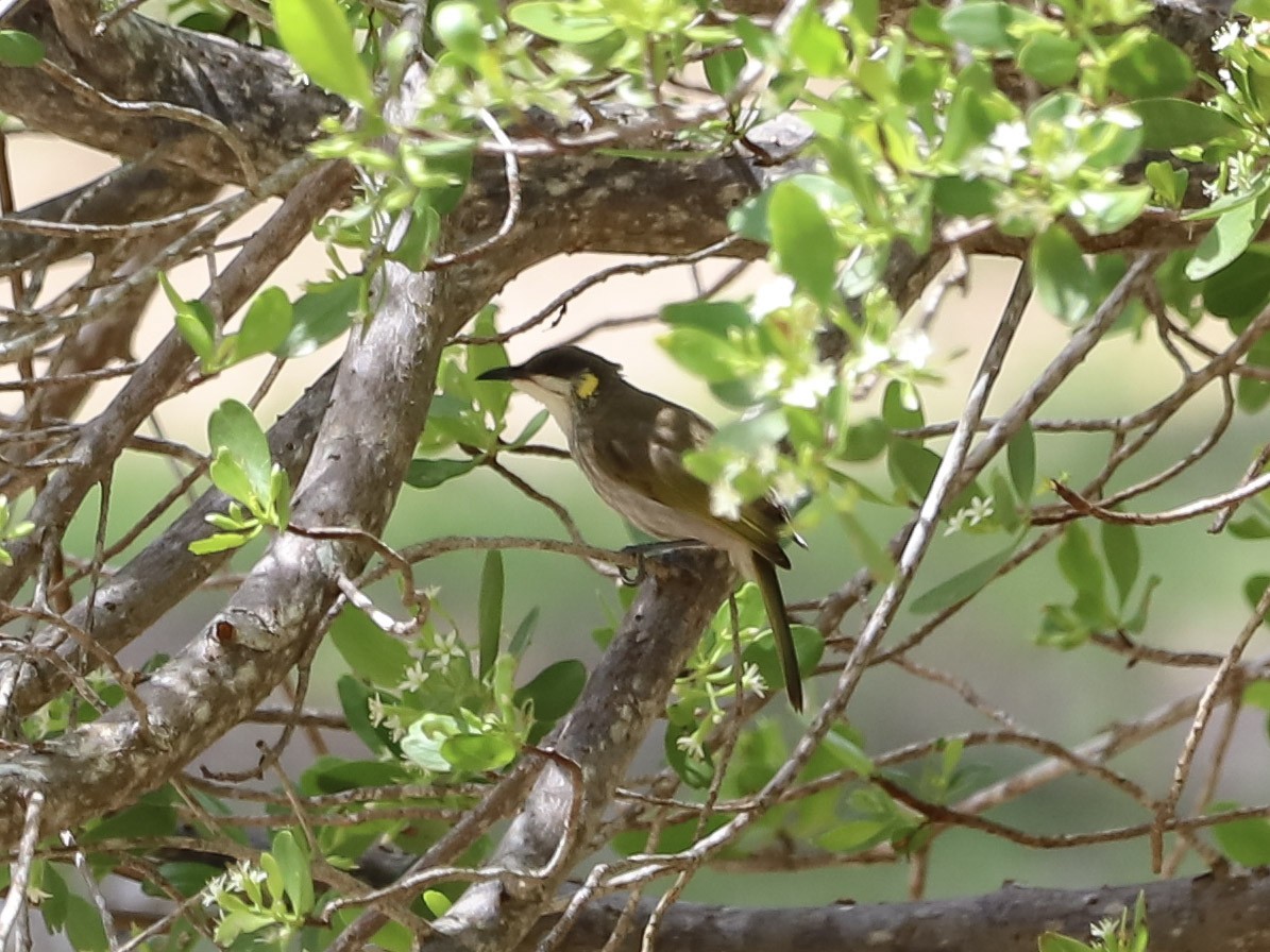 Streak-breasted Honeyeater - ML650112651