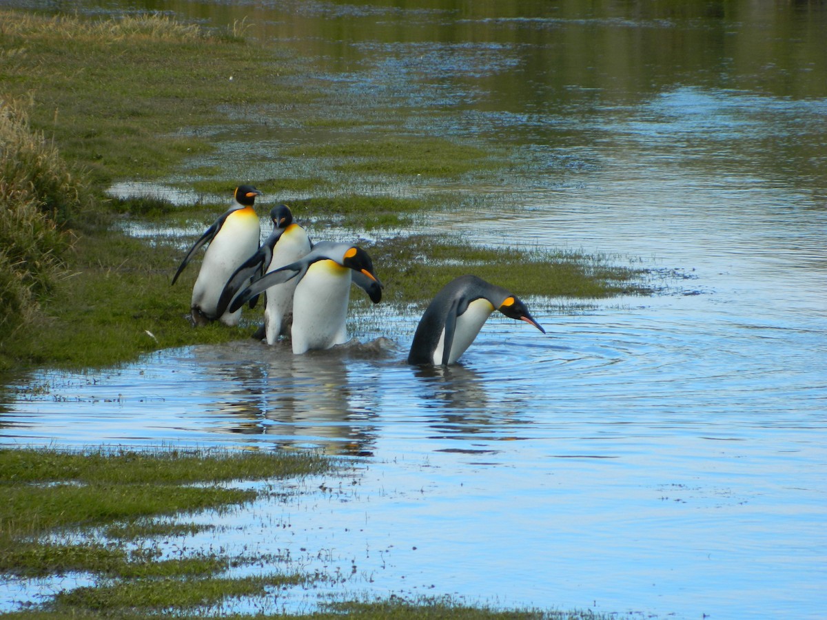 Пінгвін королівський - ML650113218