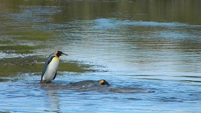 Пінгвін королівський - ML650113220