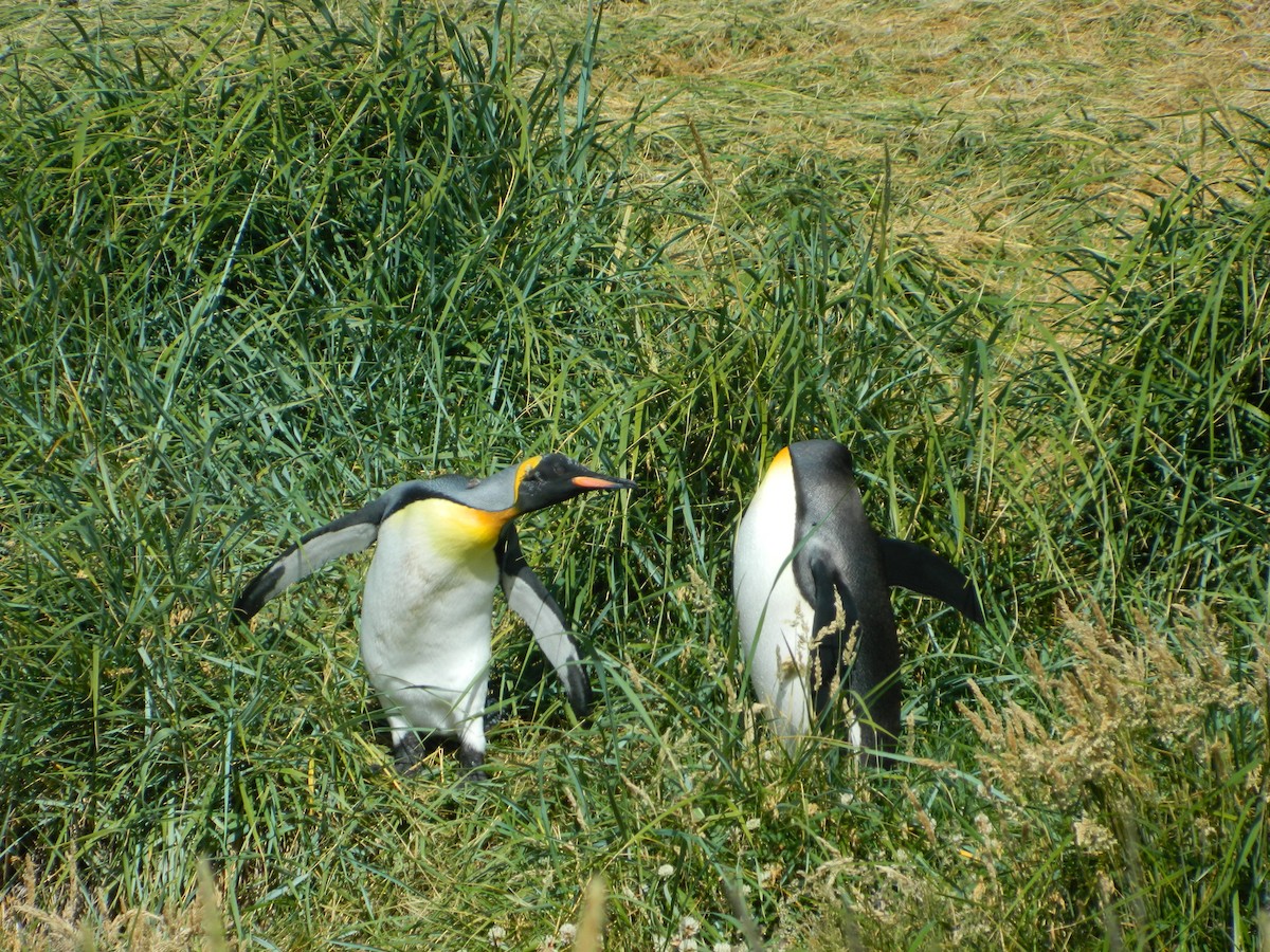 Пінгвін королівський - ML650113231