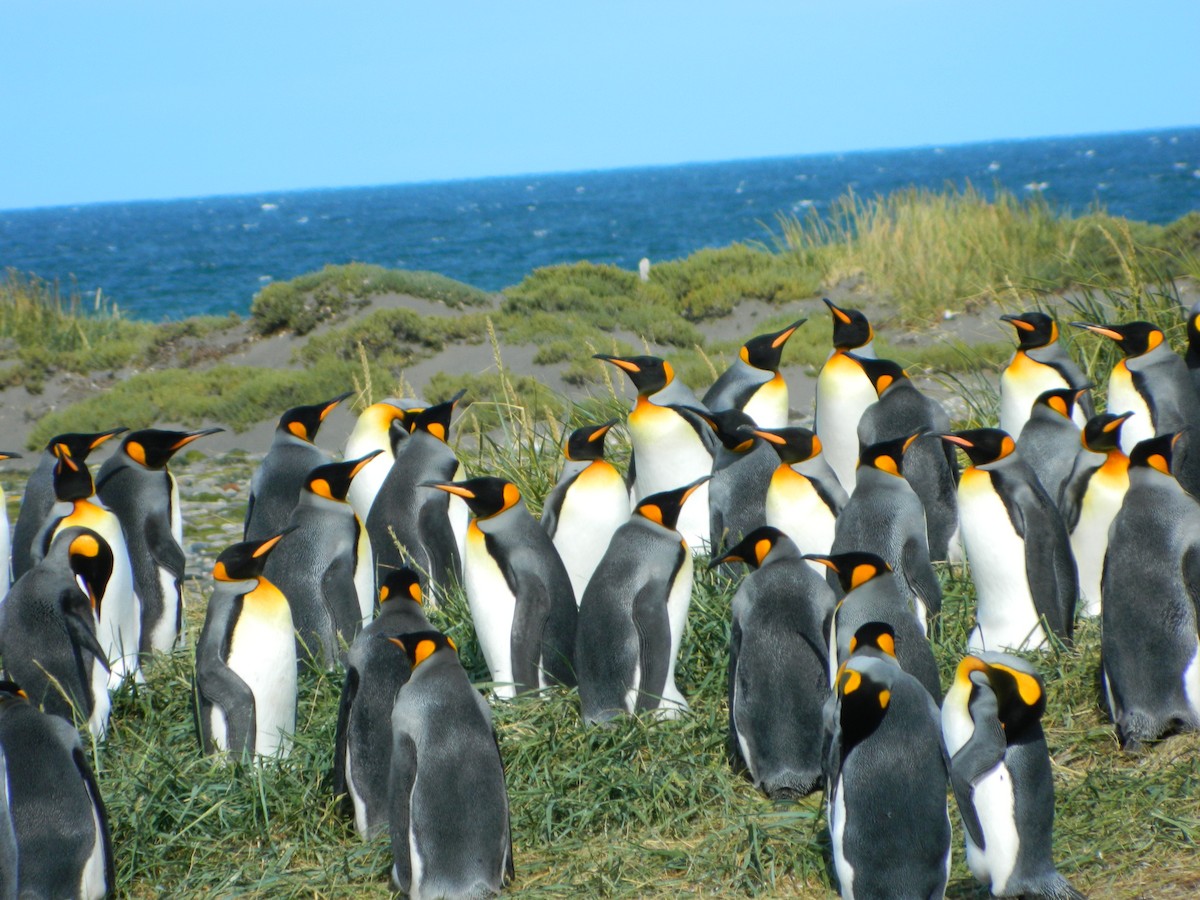 Пінгвін королівський - ML650113238