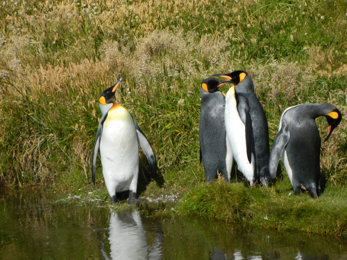Пінгвін королівський - ML650113253