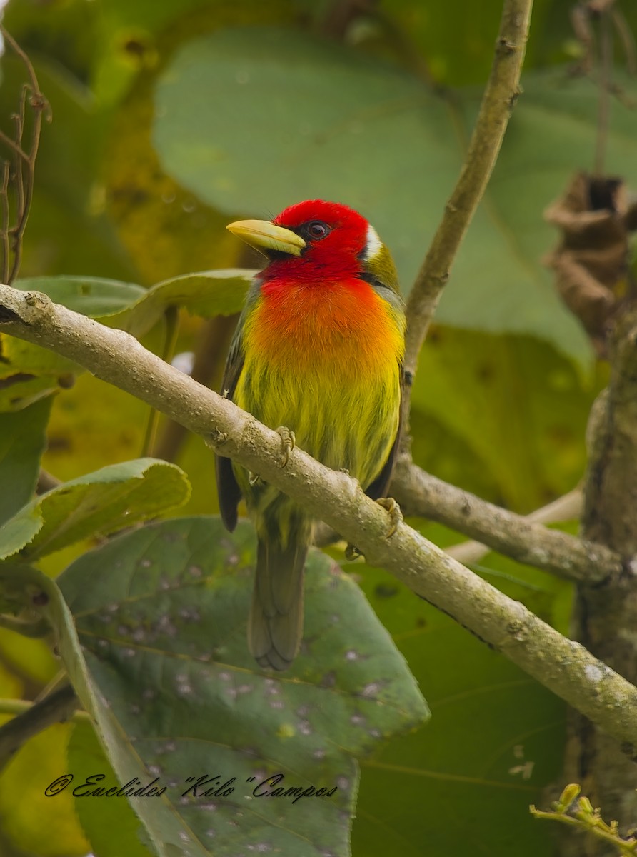 eBird Checklist - 11 Jan 2026 - Cerro Punta (General área)--Use more ...