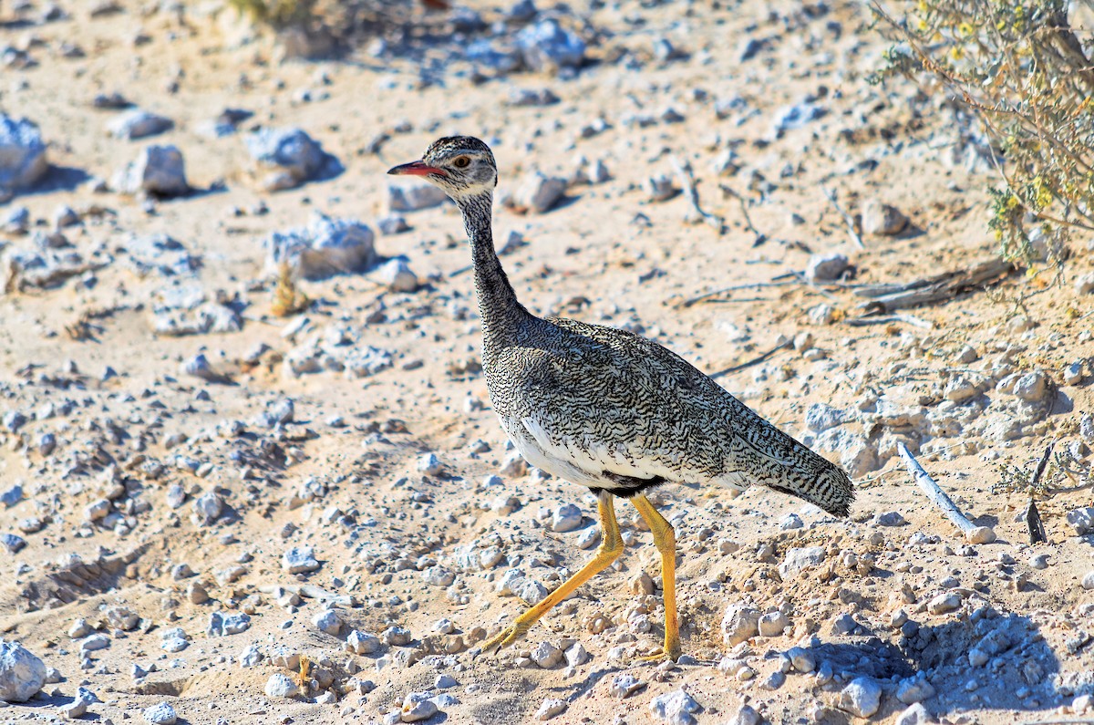 White-quilled Bustard - ML650113342