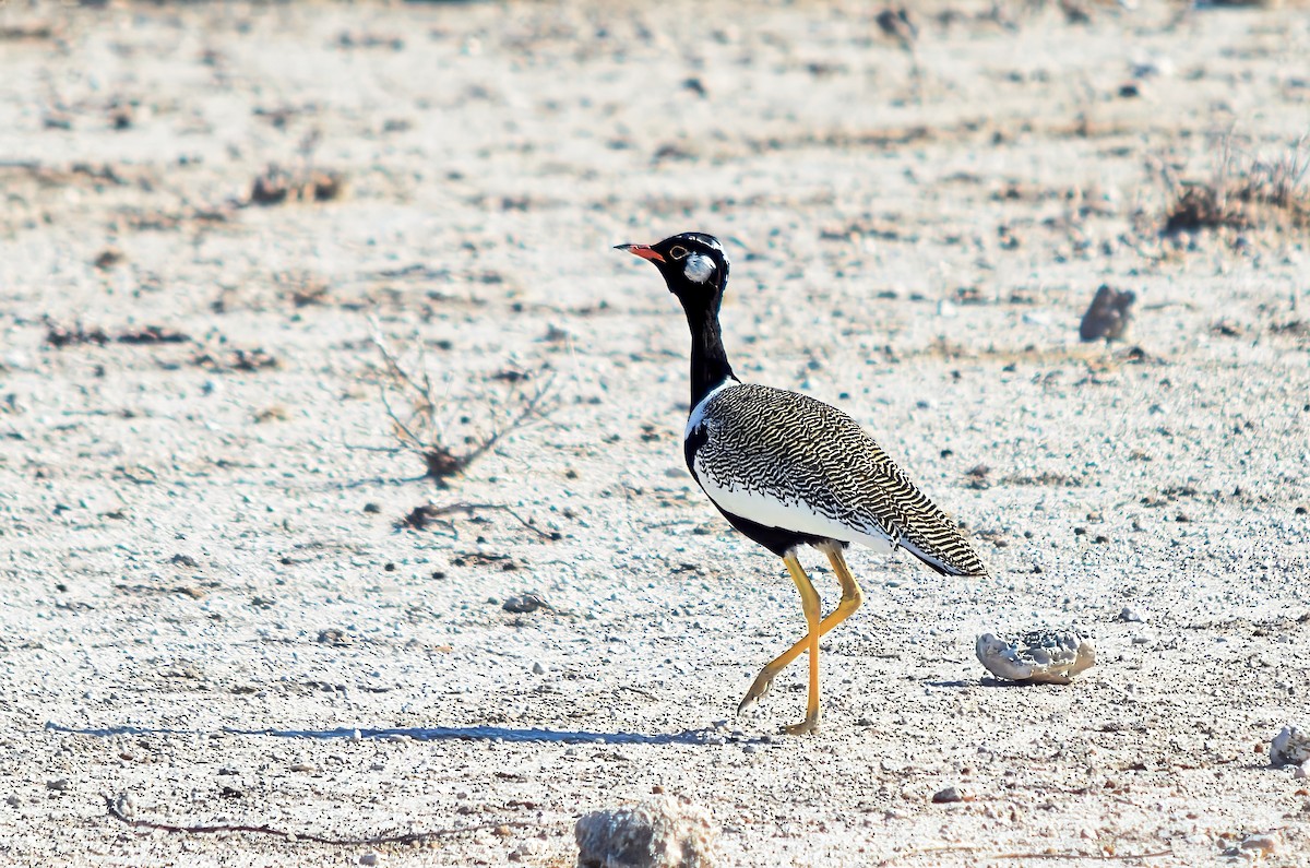 White-quilled Bustard - ML650113351