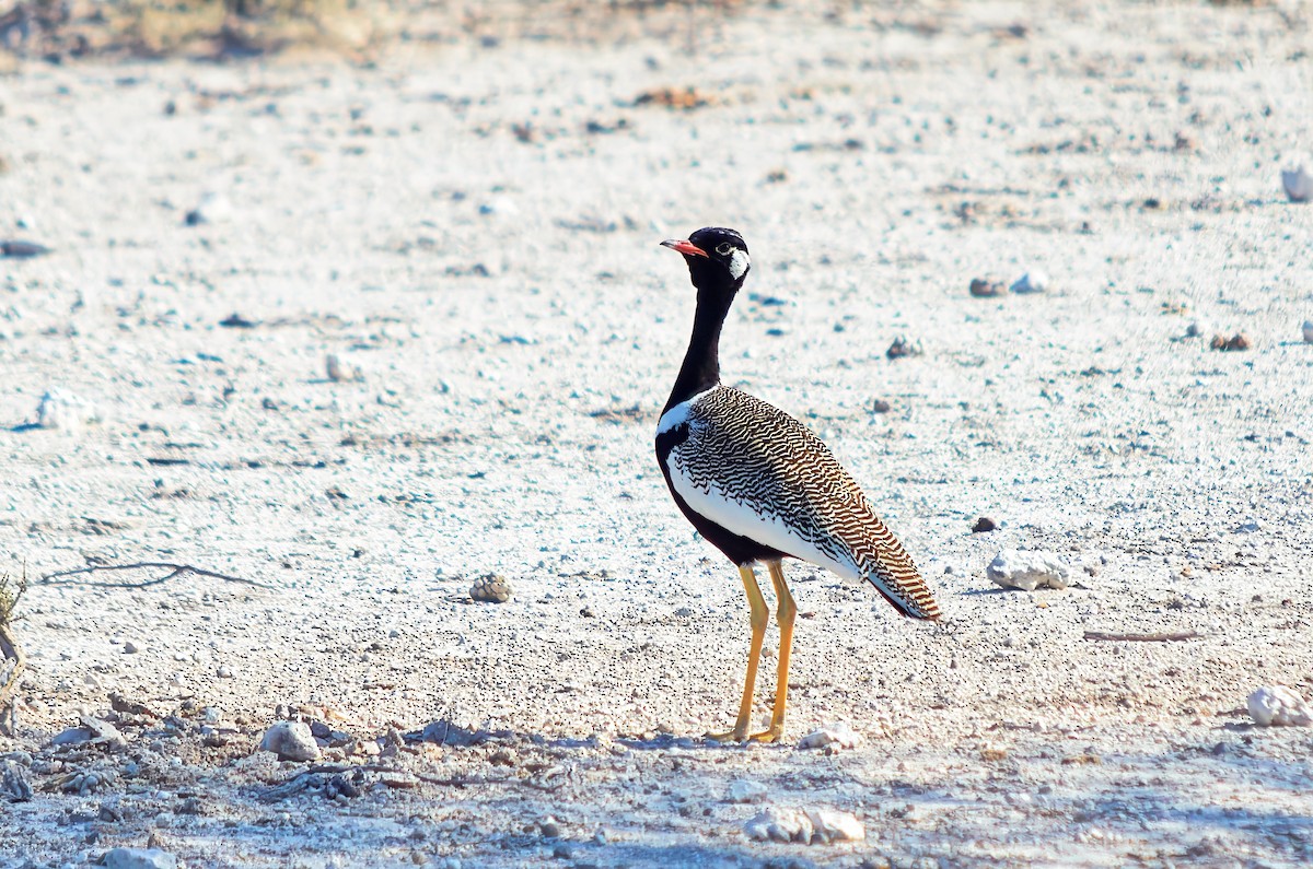 White-quilled Bustard - ML650113352