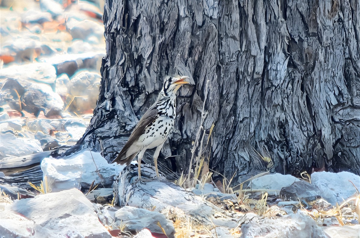 Groundscraper Thrush - ML650113554