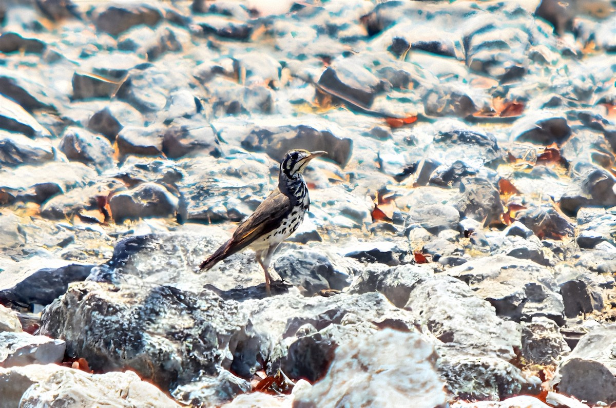 Groundscraper Thrush - ML650113555