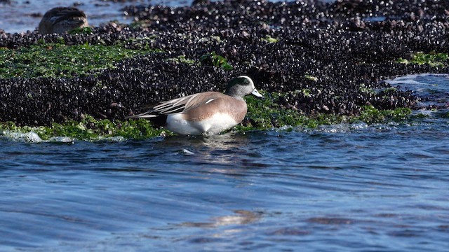 Свищ американський - ML650113639