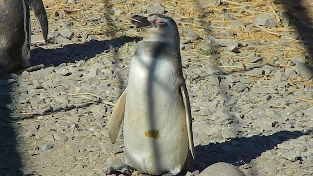 マゼランペンギン - ML650114546