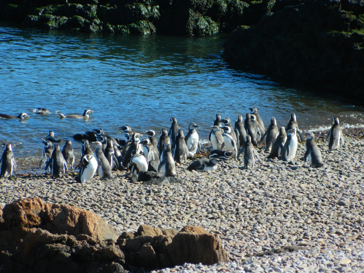 マゼランペンギン - ML650114554