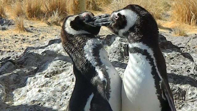 マゼランペンギン - ML650114556