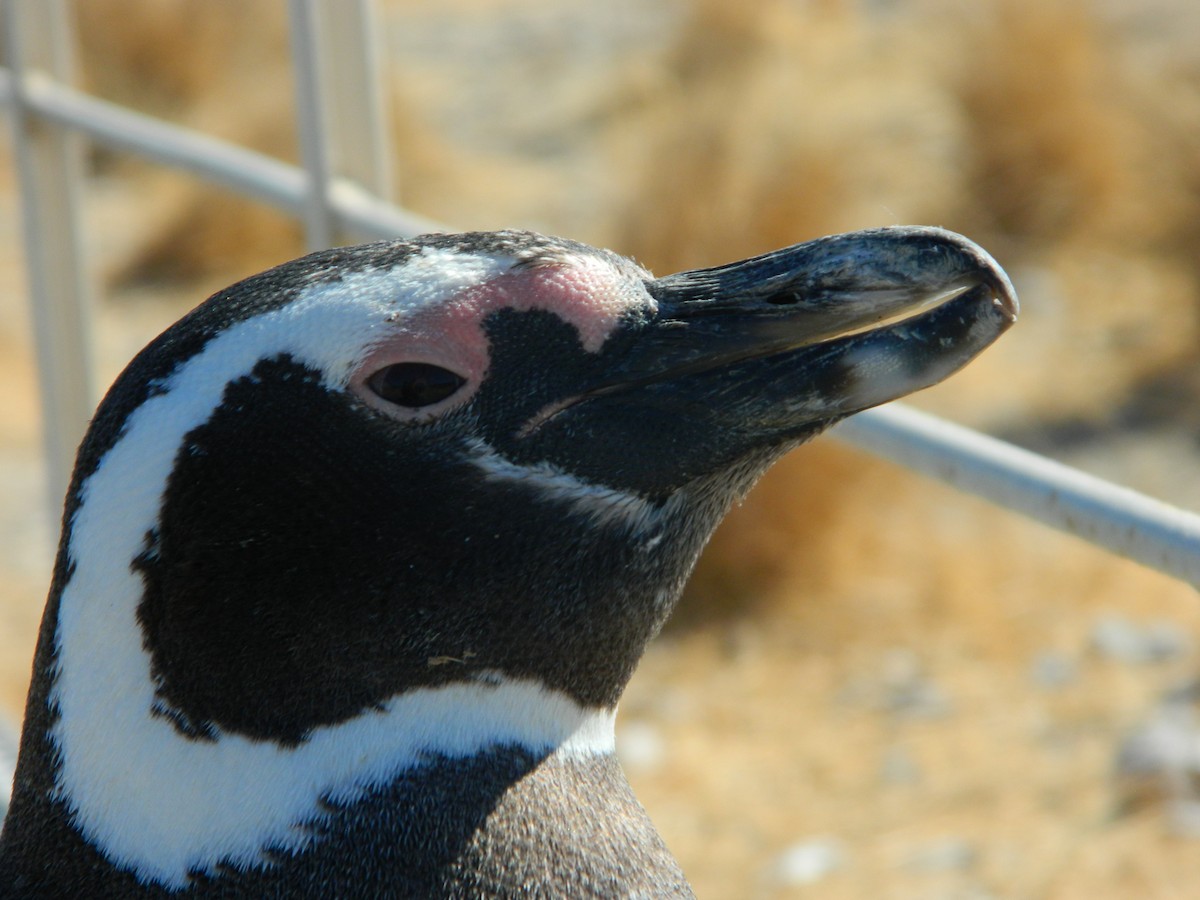 マゼランペンギン - ML650114564