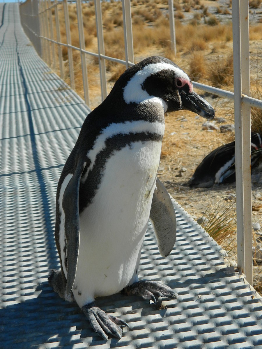 マゼランペンギン - ML650114567