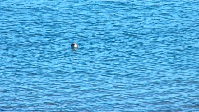 オオカイツブリ - ML650114586