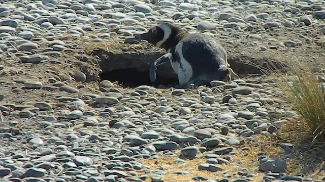 アラゲアルマジロ - ML650114590