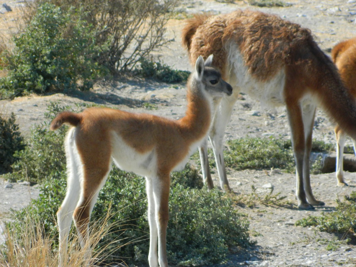 グアナコ - ML650114686