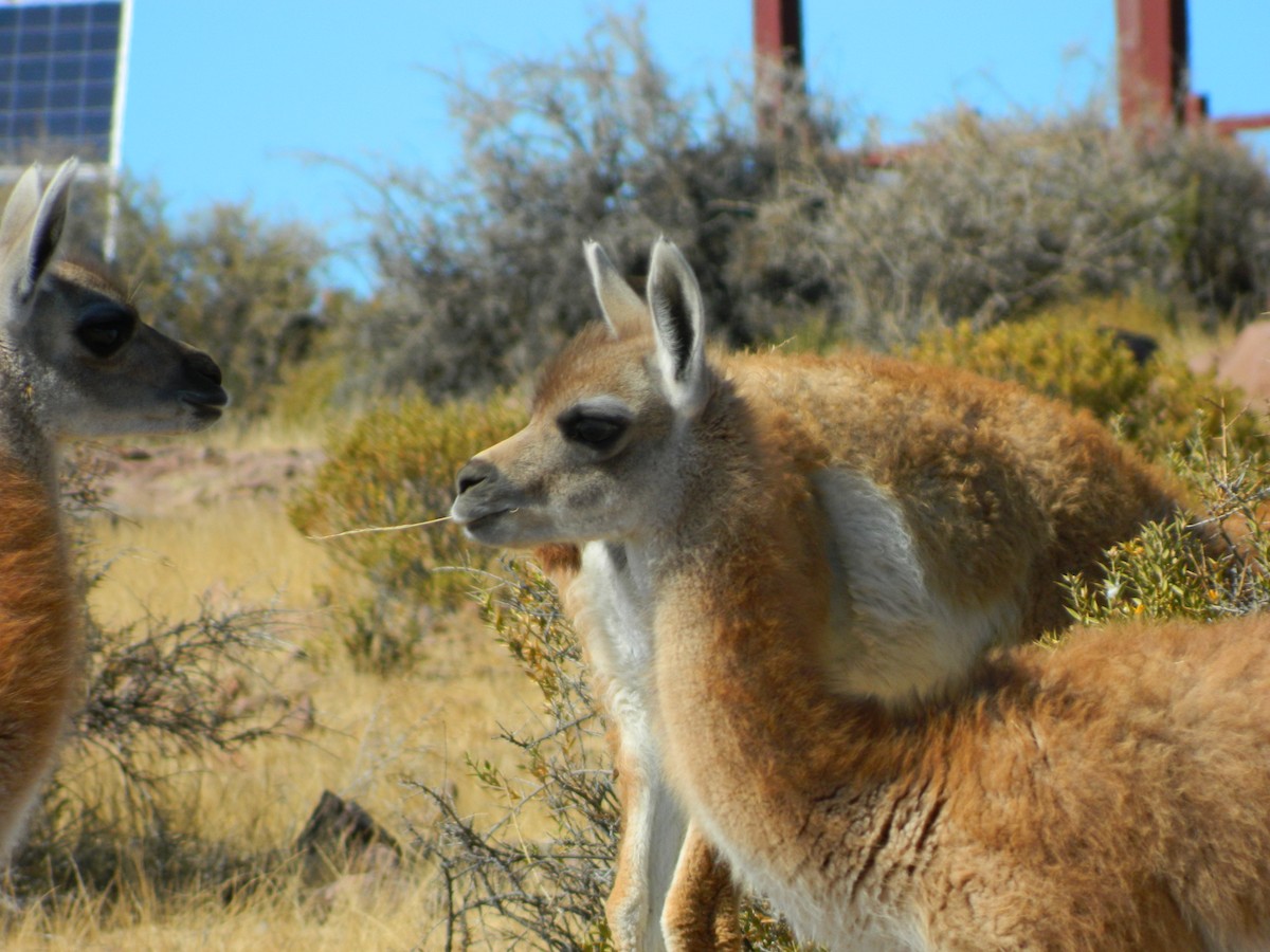 グアナコ - ML650114687