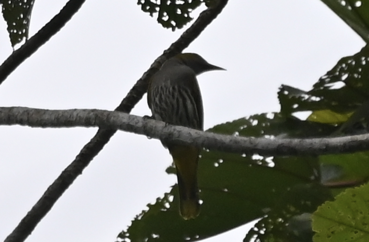 Philippine Oriole - ML650114862