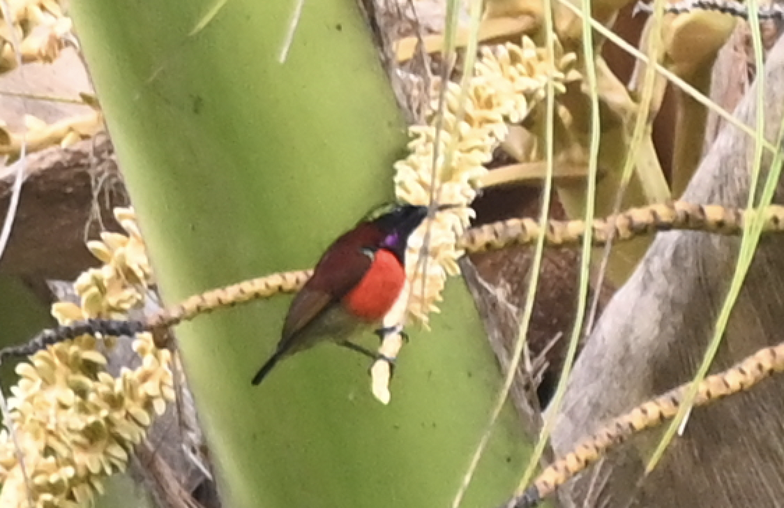 Purple-throated Sunbird - ML650114882