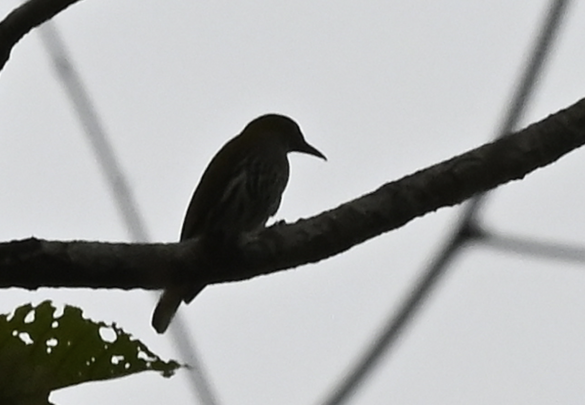 Philippine Oriole - ML650114920