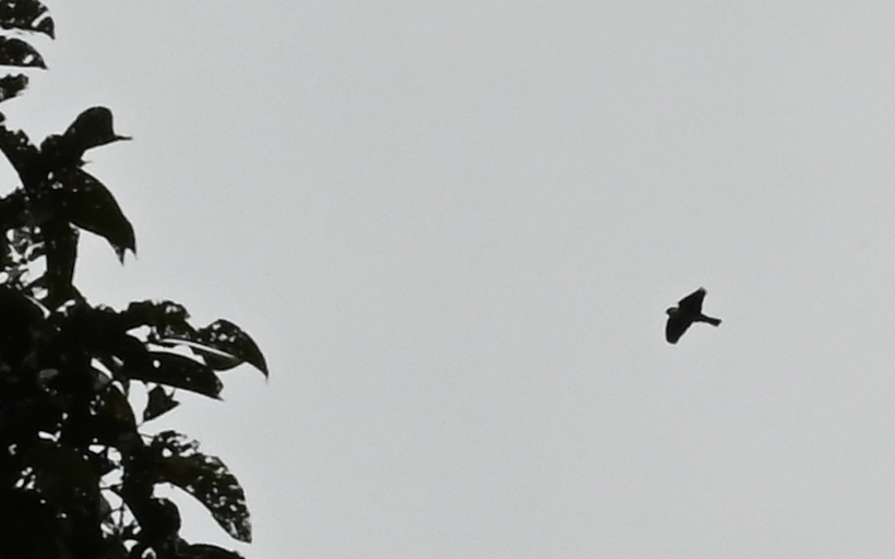 Philippine Falconet - ML650114964