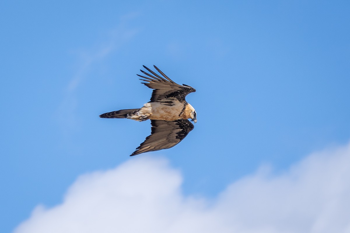 Gypaète barbu - ML650114973