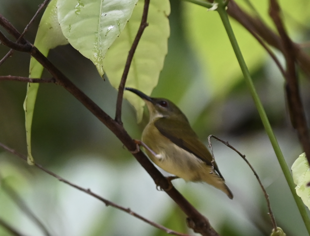 Gray-throated Sunbird - ML650114984