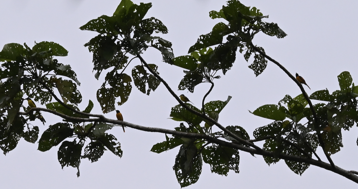 Scarlet Minivet - ML650115019