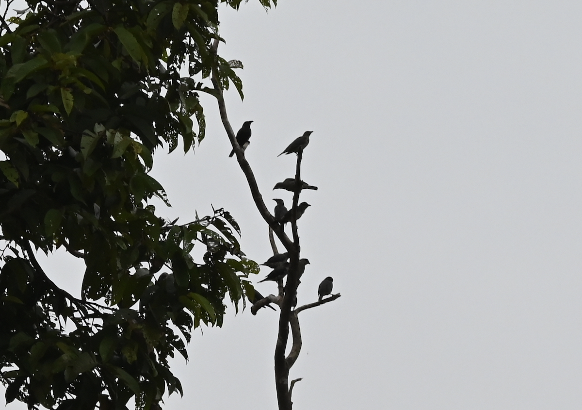 Asian Glossy Starling - ML650115040