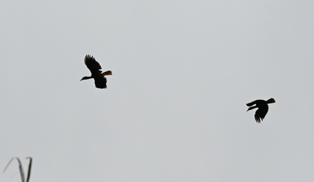 Rufous Hornbill - ML650115140