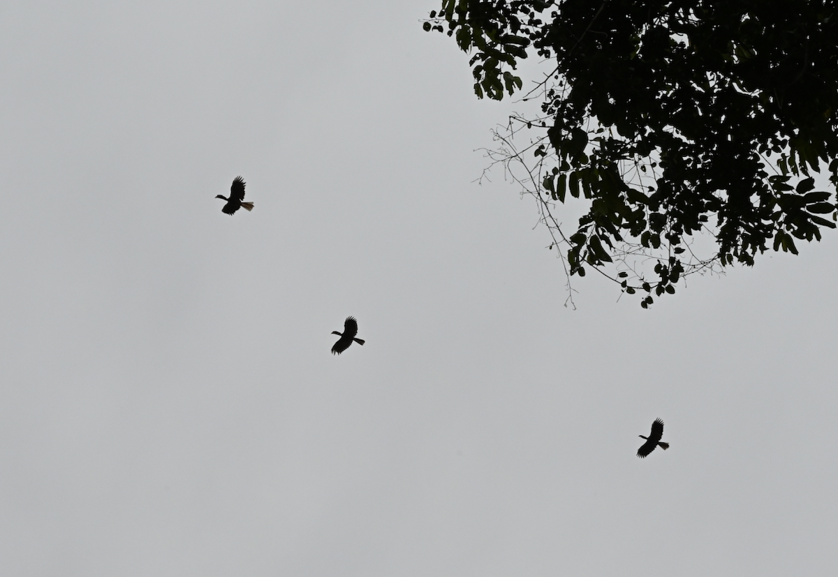 Rufous Hornbill - ML650115150