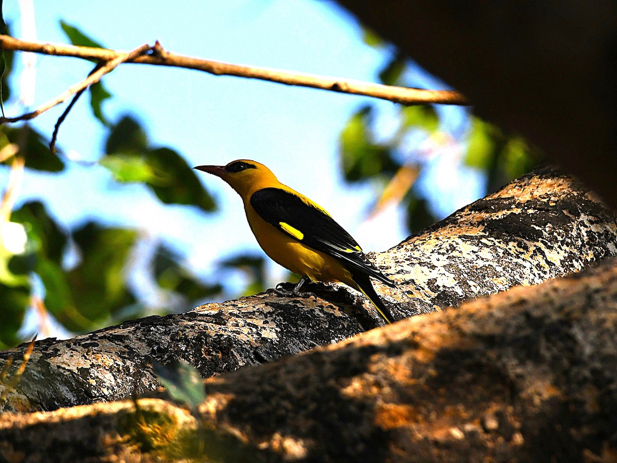 Indian Golden Oriole - ML650115178